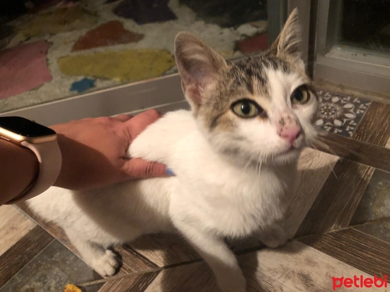 Tekir Kedi, Kedi  milk fotoğrafı