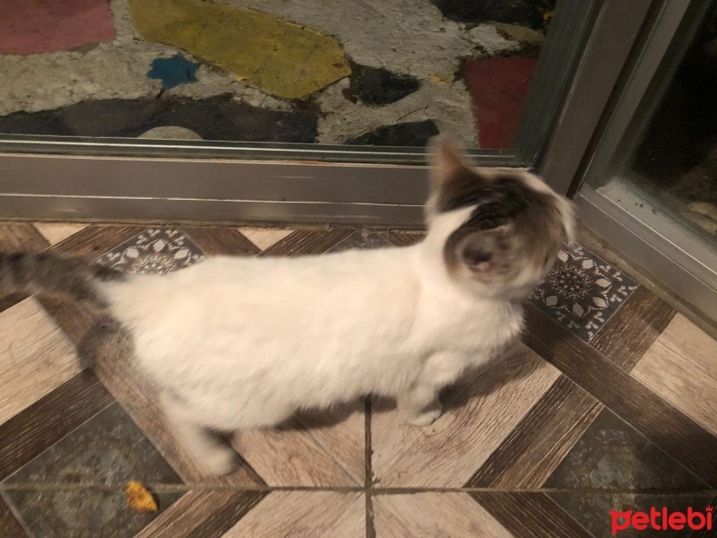 Tekir Kedi, Kedi  milk fotoğrafı