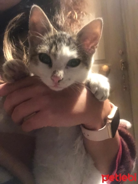 Tekir Kedi, Kedi  milk fotoğrafı