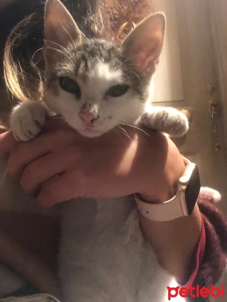 Tekir Kedi, Kedi  milk fotoğrafı