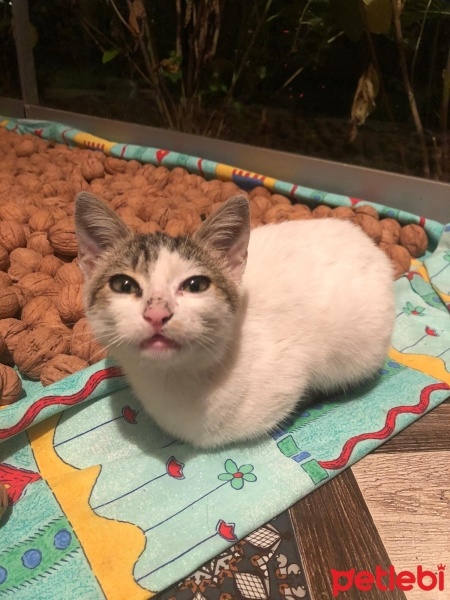 Tekir Kedi, Kedi  milk fotoğrafı