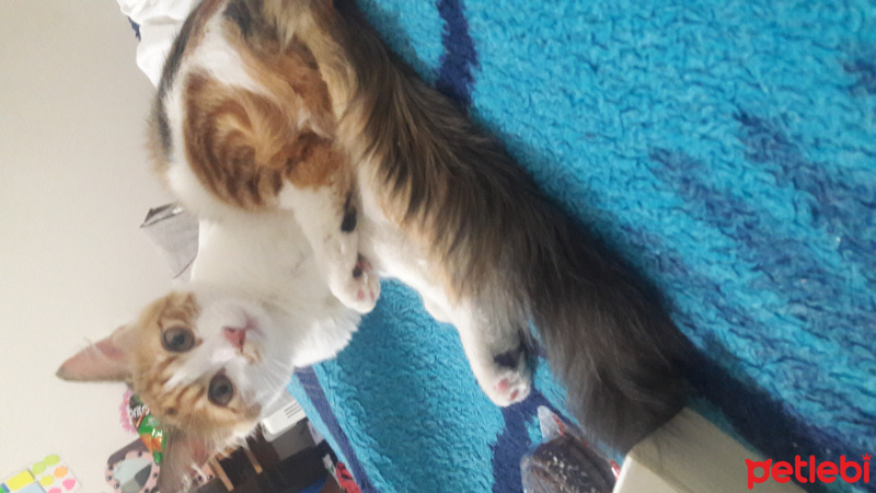 Soke, Kedi  Mia fotoğrafı