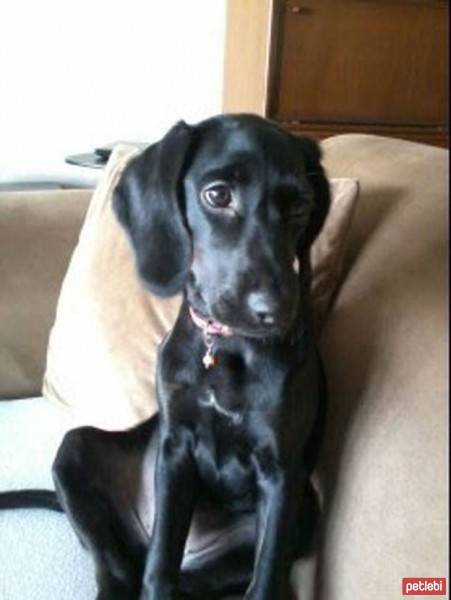 Labrador Retriever, Köpek  Daisy fotoğrafı