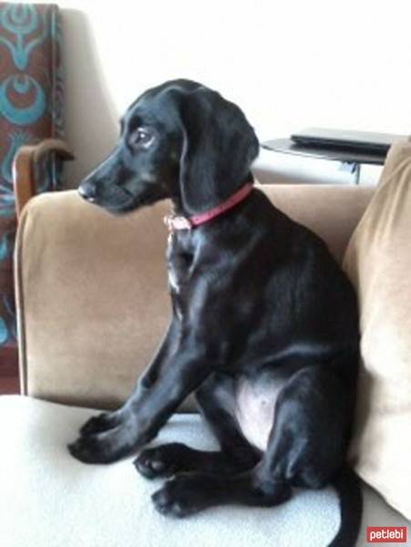 Labrador Retriever, Köpek  Daisy fotoğrafı