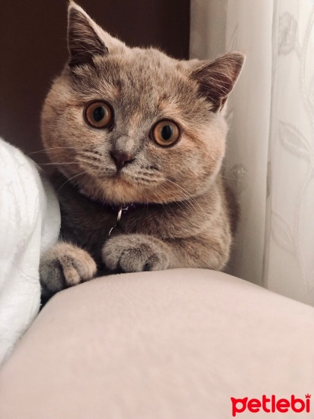 British Shorthair, Kedi  Gri fotoğrafı