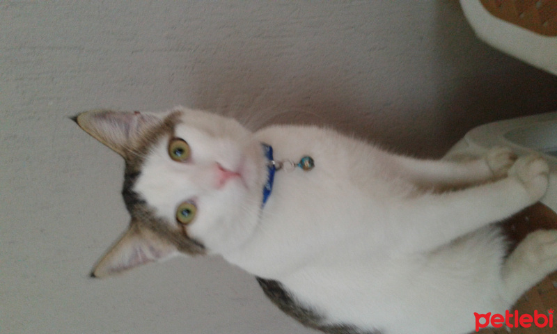 Tekir Kedi, Kedi  Oscar fotoğrafı