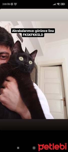 Bombay, Kedi  Lina fotoğrafı