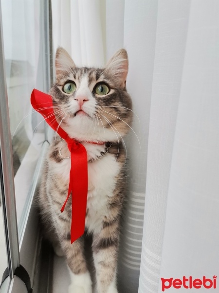 Tekir Kedi, Kedi  Bulut fotoğrafı