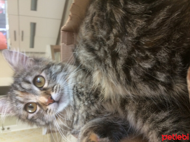 Norwegian Forest, Kedi  Miya fotoğrafı