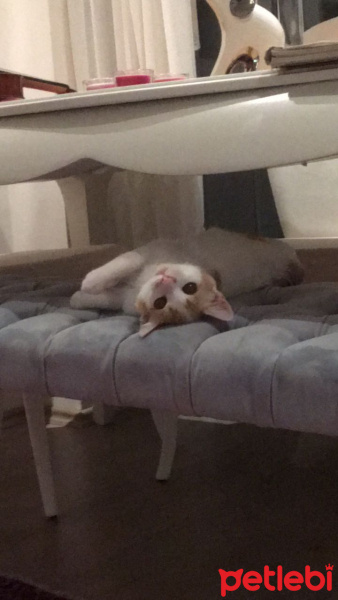 Tekir Kedi, Kedi  Mecnun fotoğrafı