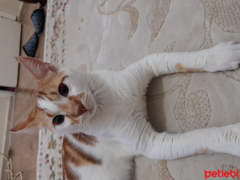 Tekir Kedi, Kedi  Pamuk fotoğrafı