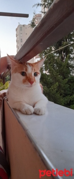 Tekir Kedi, Kedi  Pamuk fotoğrafı
