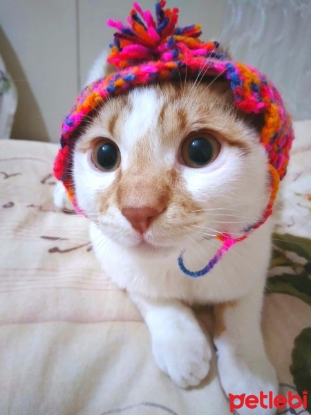 Tekir Kedi, Kedi  Pamuk fotoğrafı