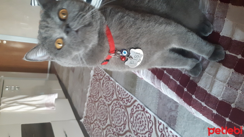 British Shorthair, Kedi  Pişi fotoğrafı