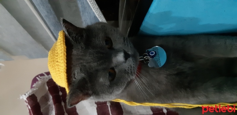 British Shorthair, Kedi  Pişi fotoğrafı