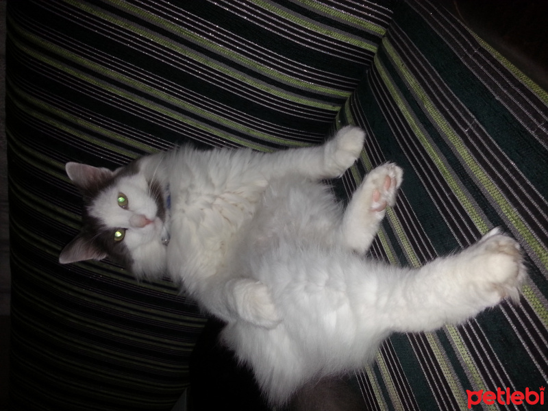 Tekir Kedi, Kedi  Hamdi fotoğrafı