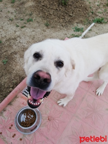 Akbaş, Köpek  Pasa fotoğrafı
