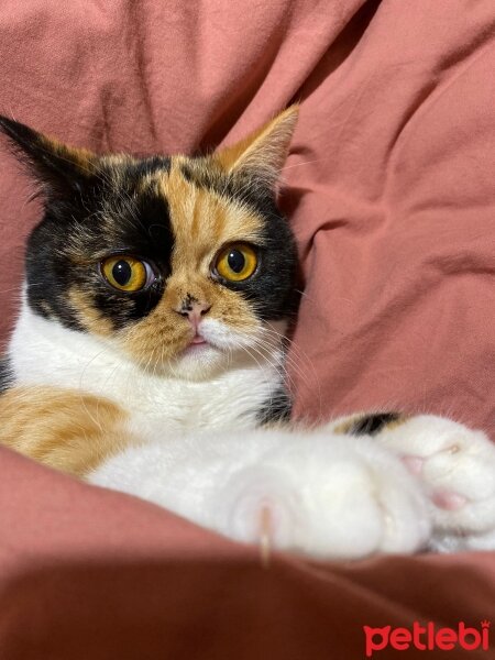 Exotic Shorthair, Kedi  Luna fotoğrafı