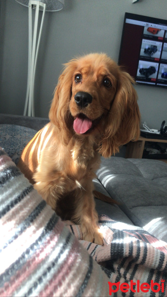 İngiliz Cocker Spaniel, Köpek  Linda fotoğrafı