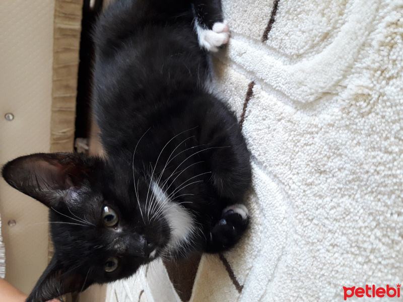 Tuxedo (Smokin) Kedi, Kedi  inci fotoğrafı