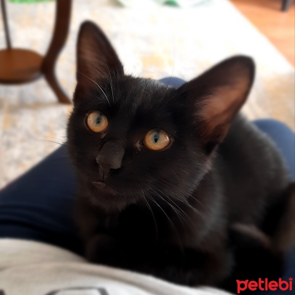 Bombay, Kedi  Zeytin fotoğrafı