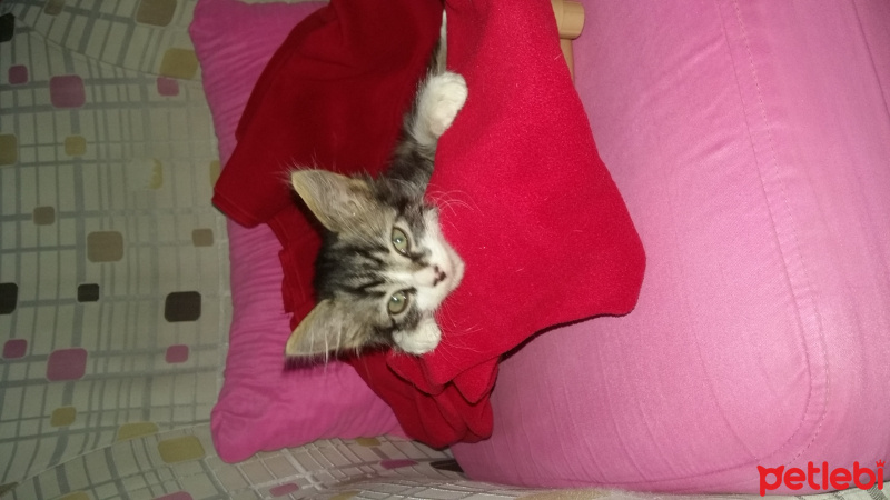 Tekir Kedi, Kedi  Duman fotoğrafı