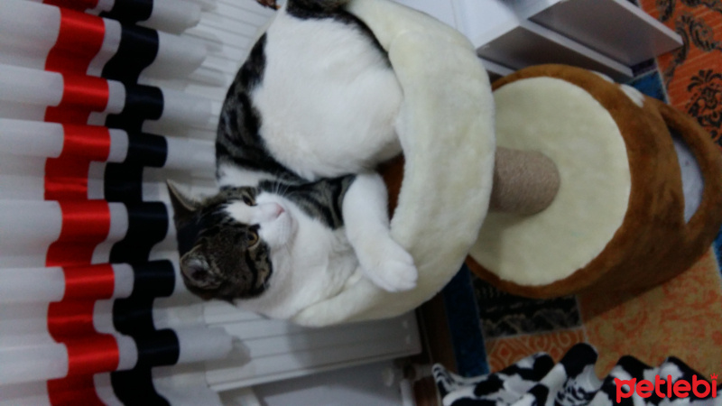 Tekir Kedi, Kedi  Duman fotoğrafı