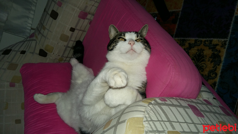 Tekir Kedi, Kedi  Duman fotoğrafı
