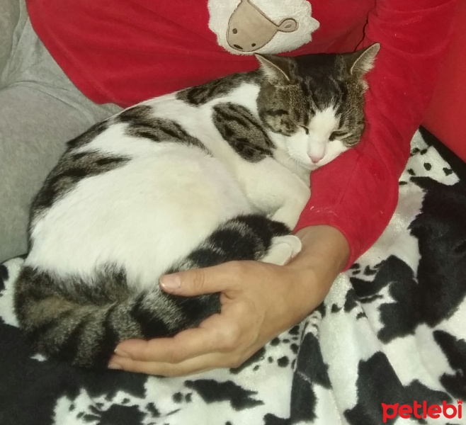 Tekir Kedi, Kedi  Duman fotoğrafı