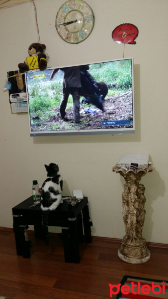 Tekir Kedi, Kedi  Duman fotoğrafı