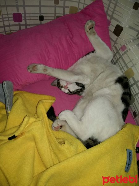 Tekir Kedi, Kedi  Duman fotoğrafı