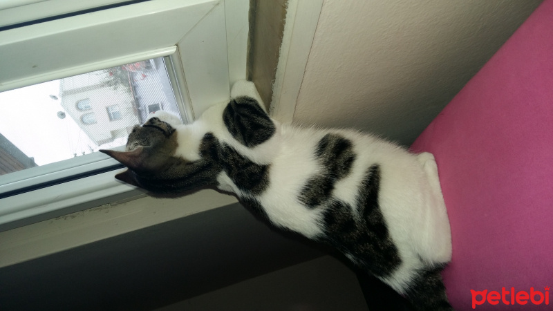 Tekir Kedi, Kedi  Duman fotoğrafı