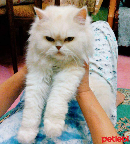 Tekir Kedi, Kedi  Duman fotoğrafı