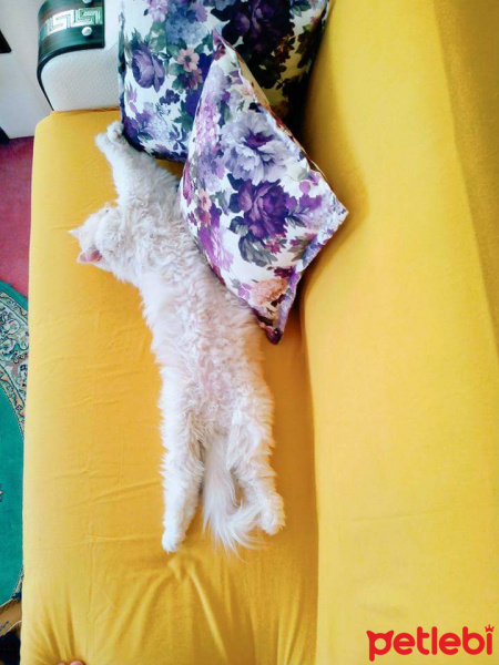 Tekir Kedi, Kedi  Duman fotoğrafı
