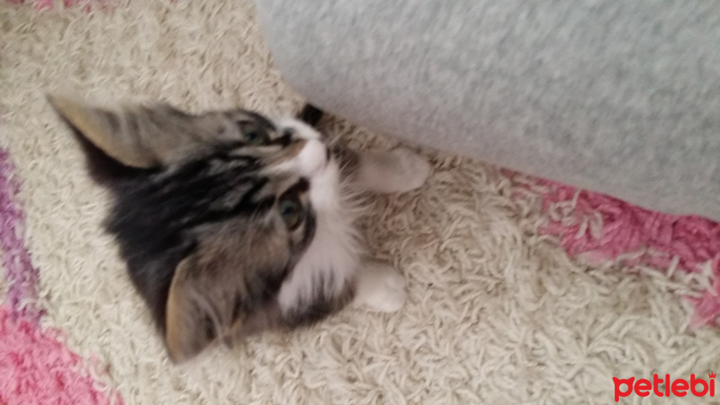Tekir Kedi, Kedi  Duman fotoğrafı