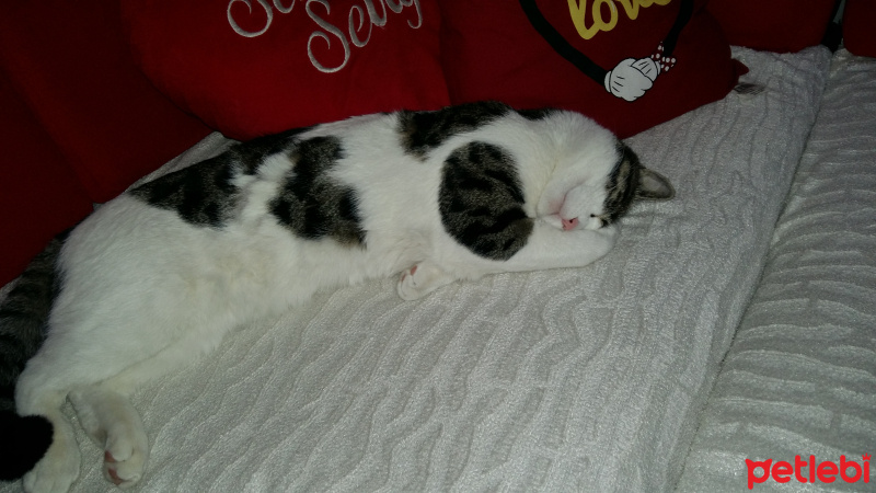 Tekir Kedi, Kedi  Duman fotoğrafı