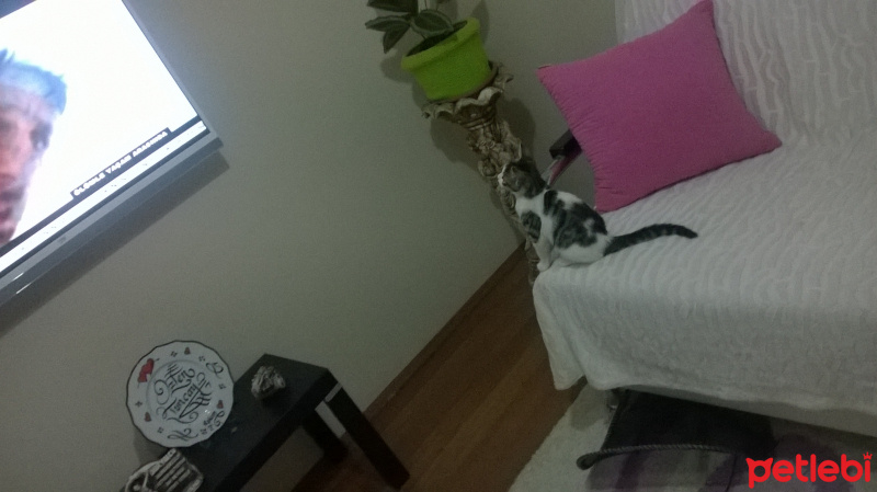 Tekir Kedi, Kedi  Duman fotoğrafı