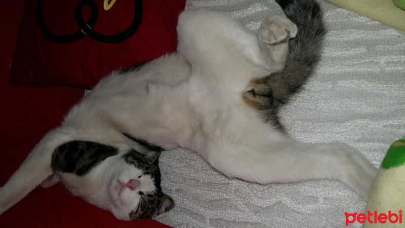 Tekir Kedi, Kedi  Duman fotoğrafı