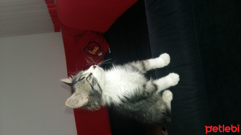 Tekir Kedi, Kedi  Duman fotoğrafı