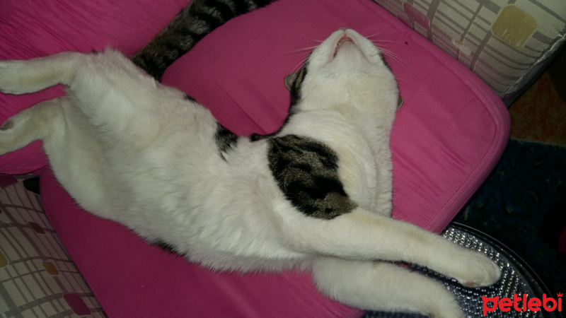 Tekir Kedi, Kedi  Duman fotoğrafı