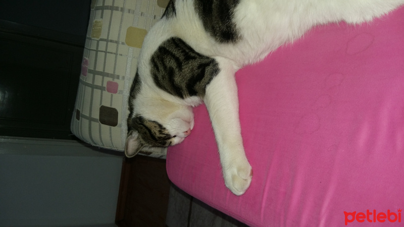 Tekir Kedi, Kedi  Duman fotoğrafı