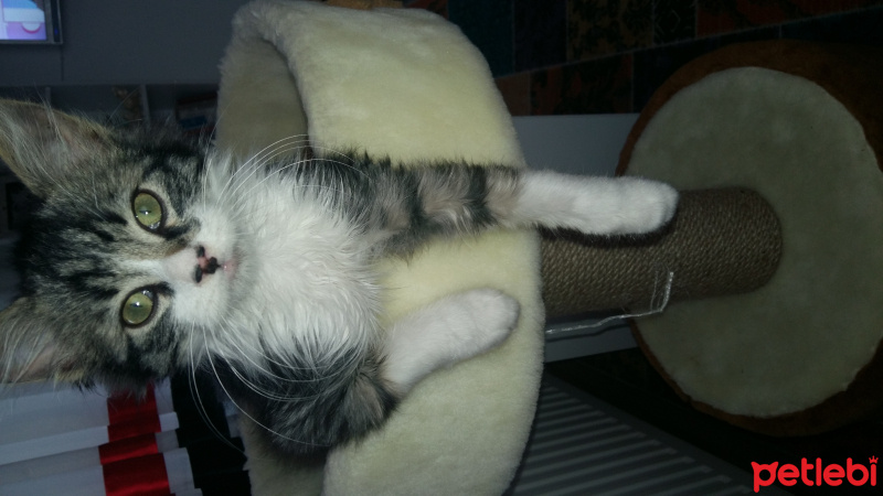 Tekir Kedi, Kedi  Duman fotoğrafı