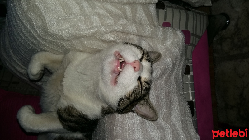 Tekir Kedi, Kedi  Duman fotoğrafı