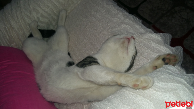 Tekir Kedi, Kedi  Duman fotoğrafı