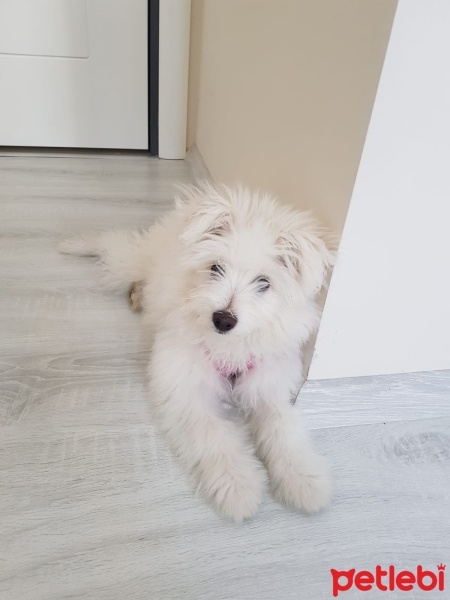 Maltese, Köpek  Shila fotoğrafı