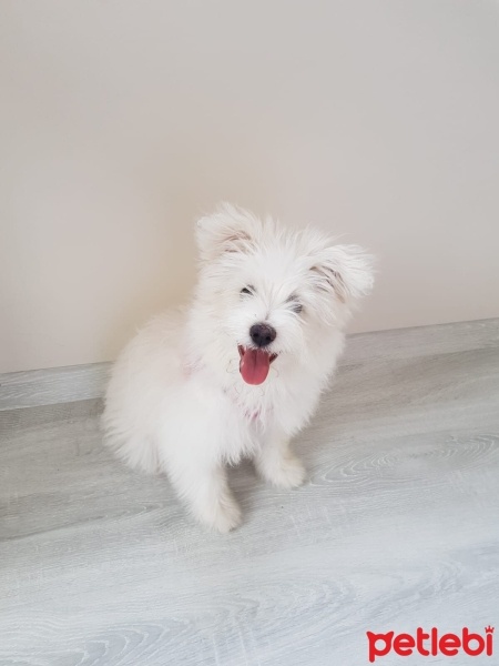 Maltese, Köpek  Shila fotoğrafı