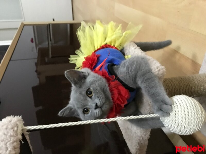 British Shorthair, Kedi  MİA fotoğrafı