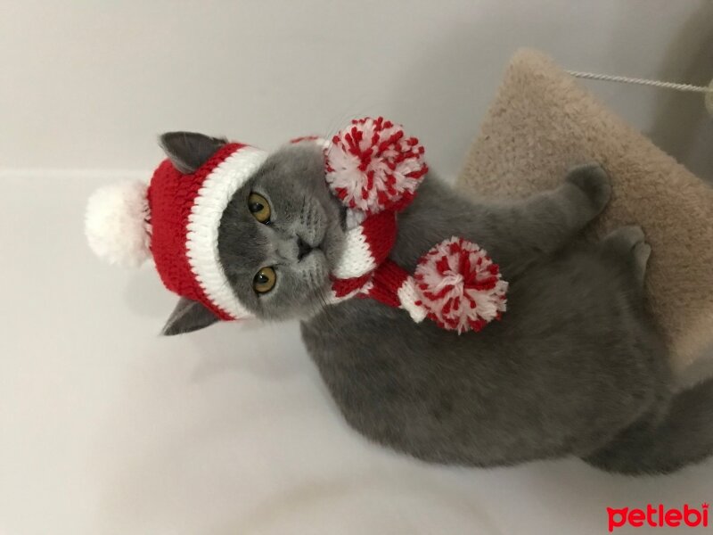 British Shorthair, Kedi  MİA fotoğrafı