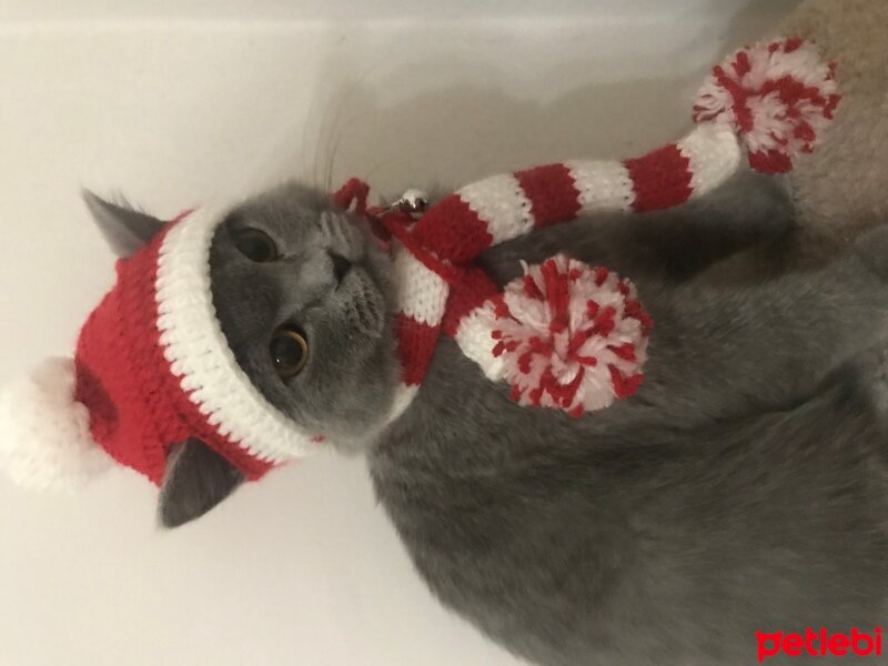 British Shorthair, Kedi  MİA fotoğrafı