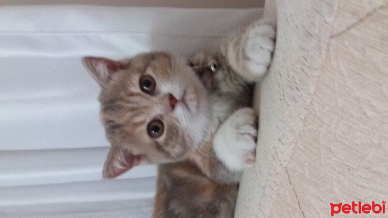 British Shorthair, Kedi  Sakra fotoğrafı